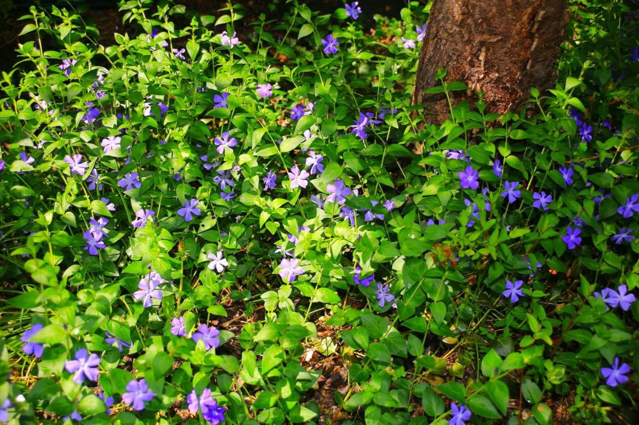 Mitten Im Seenland Und Spreewaldnah, Schoener Garten Storkow  Esterno foto